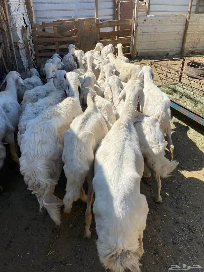 24 شاه غنم مسراح 6