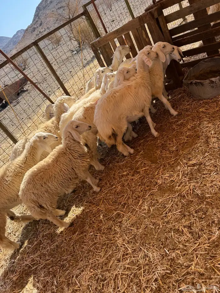 رخال حريات 2