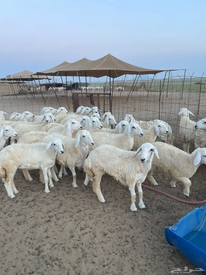 رخال مقنى وذبح 2