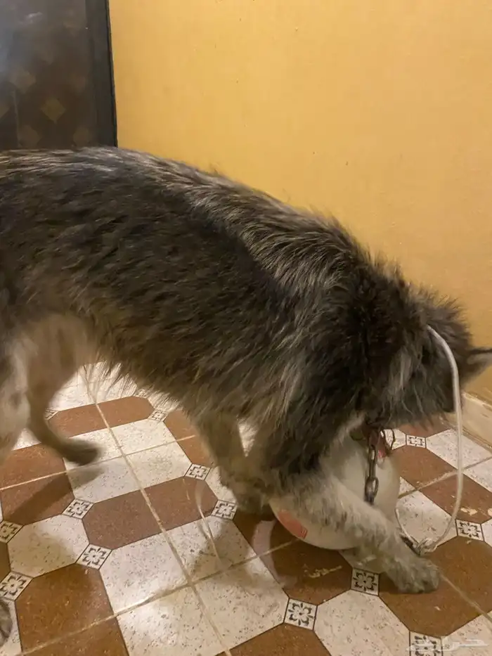 هاكسي مدرب 2