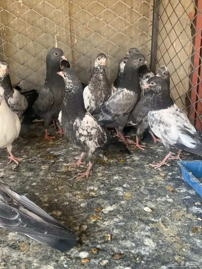 طبات حمام باكستاني طيار ( تم البيع ) 15