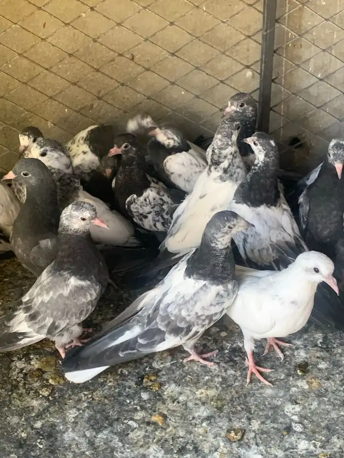 طبات حمام باكستاني طيار ( تم البيع ) 2