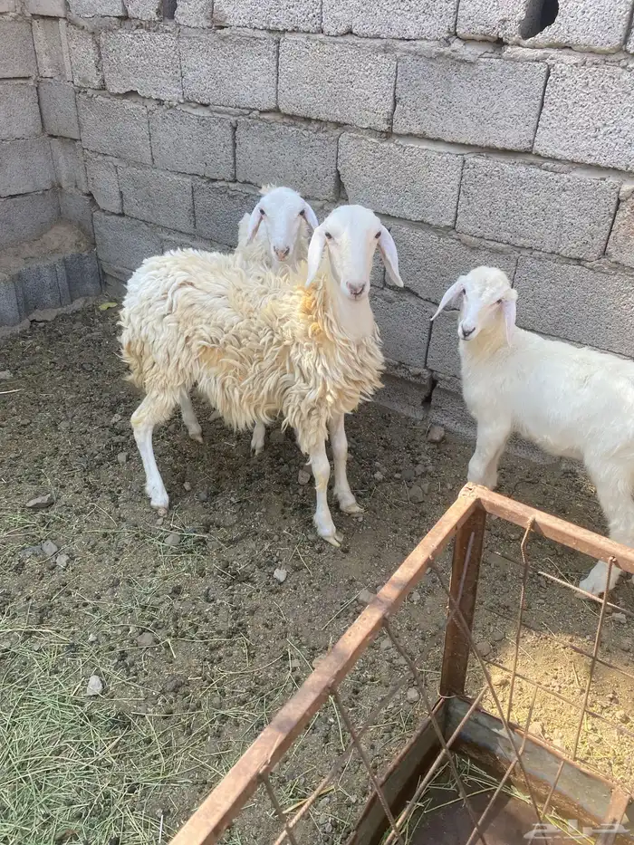 رخال 0