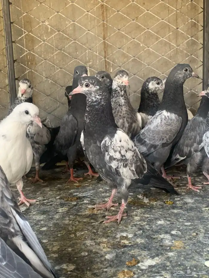 طبات حمام باكستاني طيار ( تم البيع ) 11