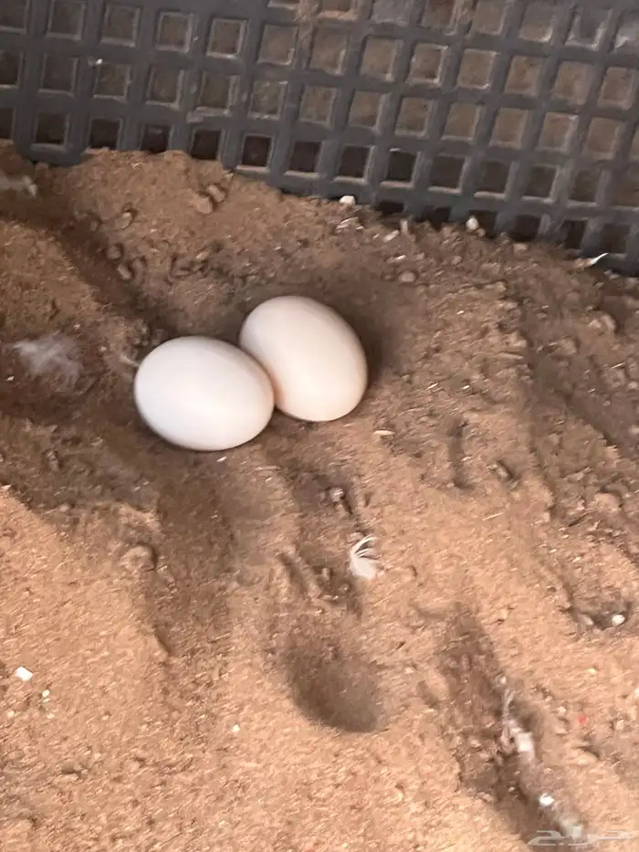 دجاج كوشن البيع 7