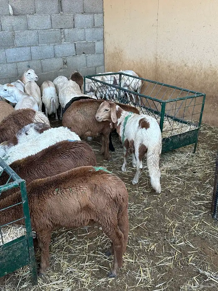 سواكن عدد 17 38