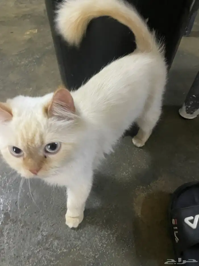 قطه أنثى للتبني السبب(تريد الزواج وأنا ليس لدي ذكر ) 3