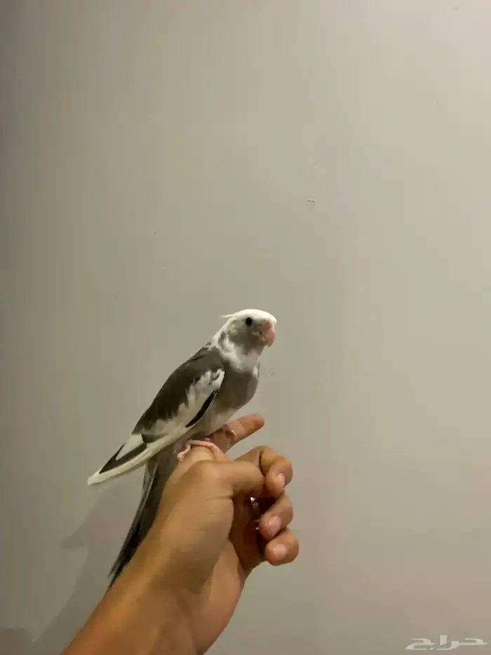 كروان هولندي اليف جدا  وهدد وصحه ونظافه فرخ للبيع 2