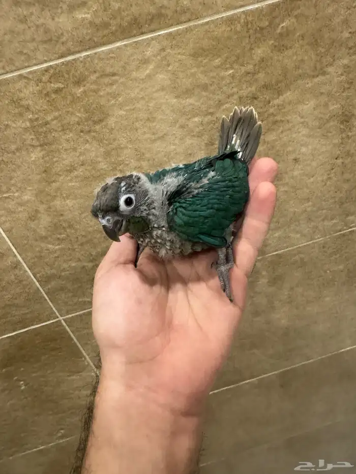 فرخ كنيور بلو شيك بسعر مغري 2