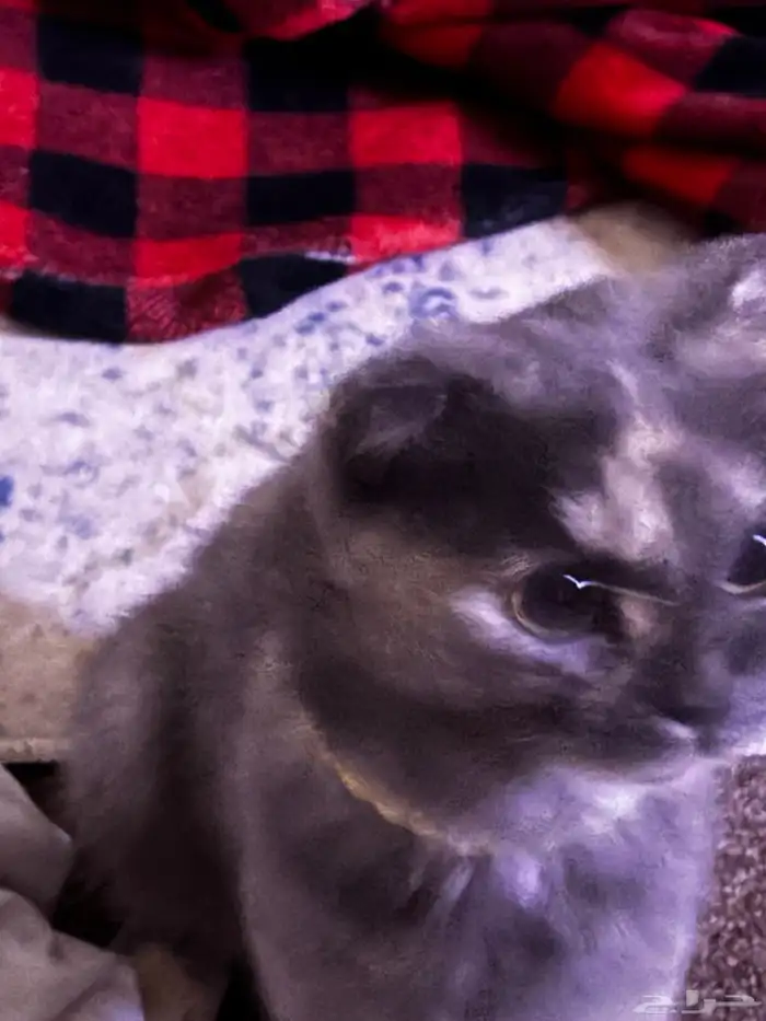 قطه سكوتش فولد 150 3