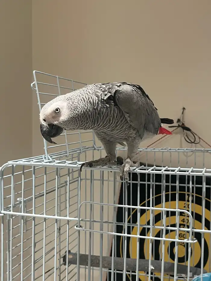 طير كاسكو حجم جانبو انتاج جنرال مكه 2020 2