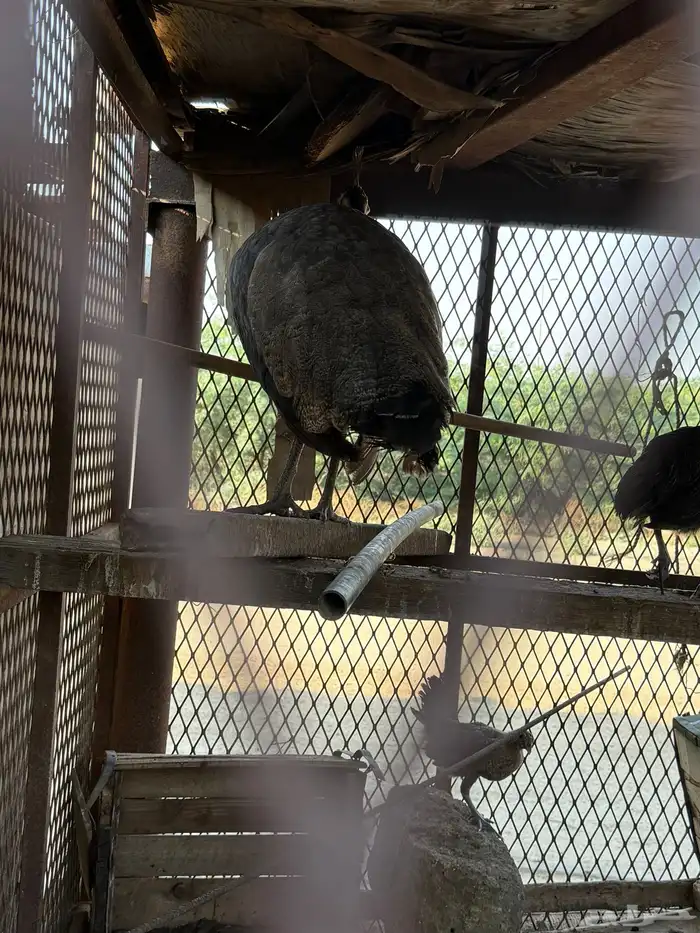 انثى طاووس 6