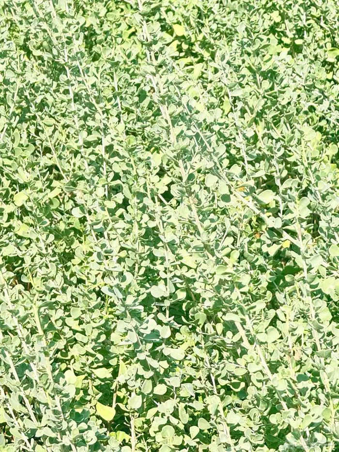 اشجار بريه وزينه 0