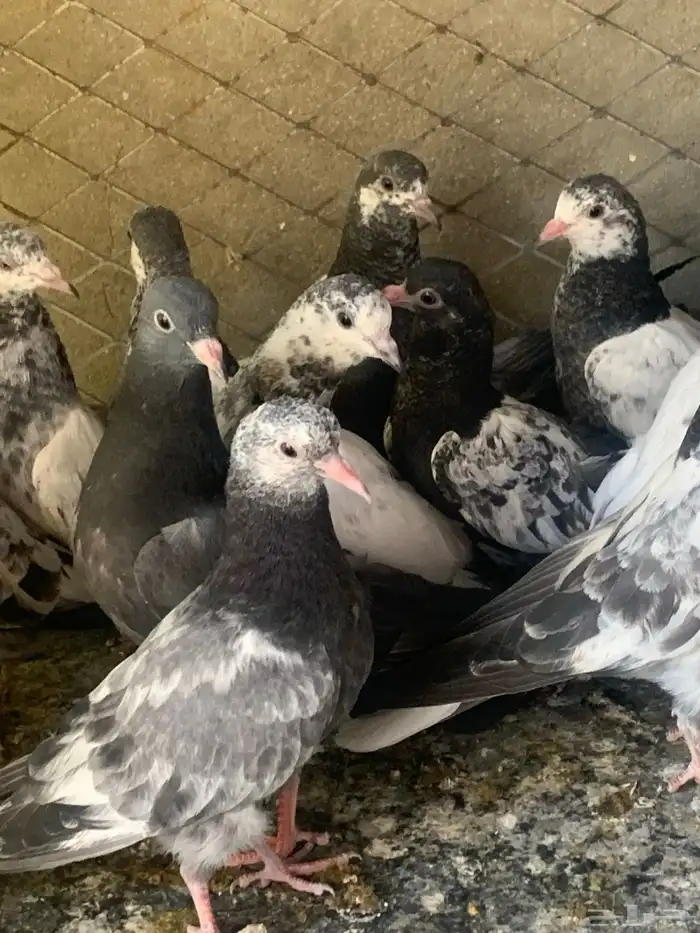 طبات حمام باكستاني طيار ( تم البيع ) 1