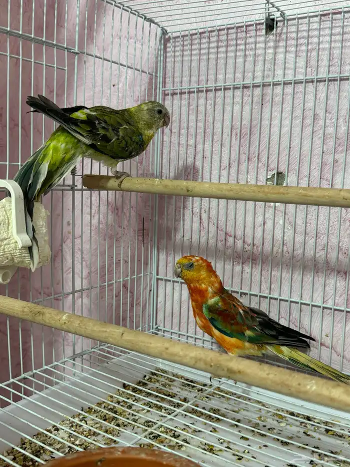 ببغاء براكيت 0