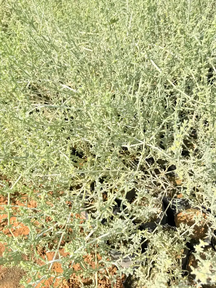 اشجار بريه وزينه 4