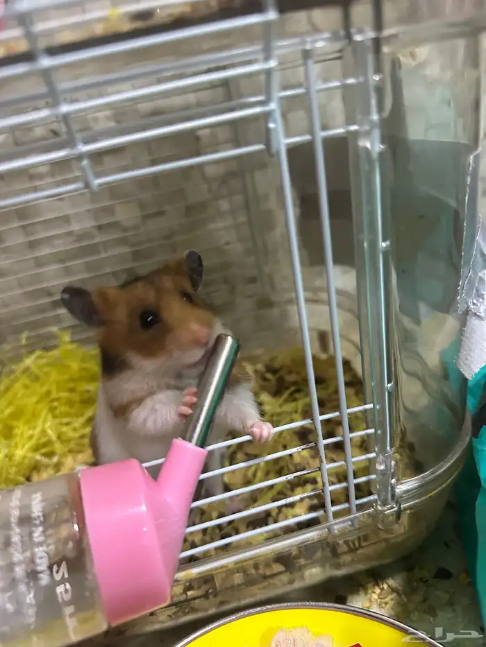 هامستر سوري للتبني 0