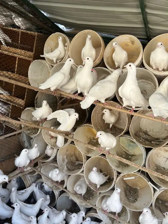 حمام فرنسي لاحم الموقع الخرج 0