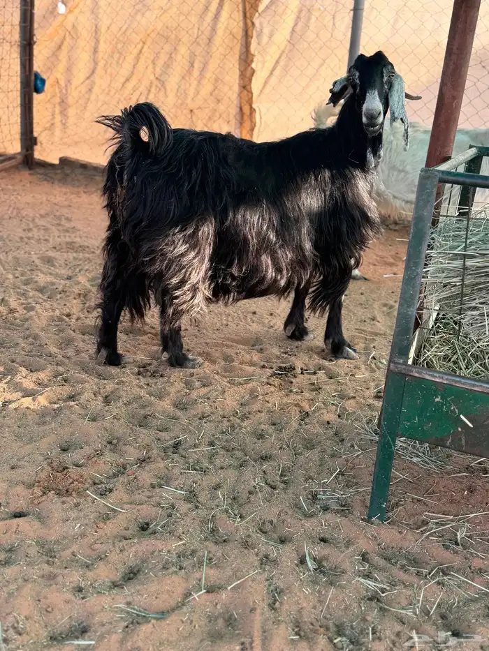 عنز عارضه متاومه 3