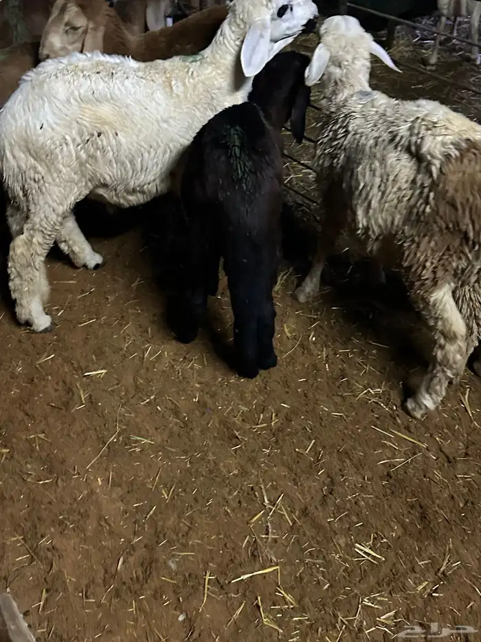 سواكن عدد 17 54