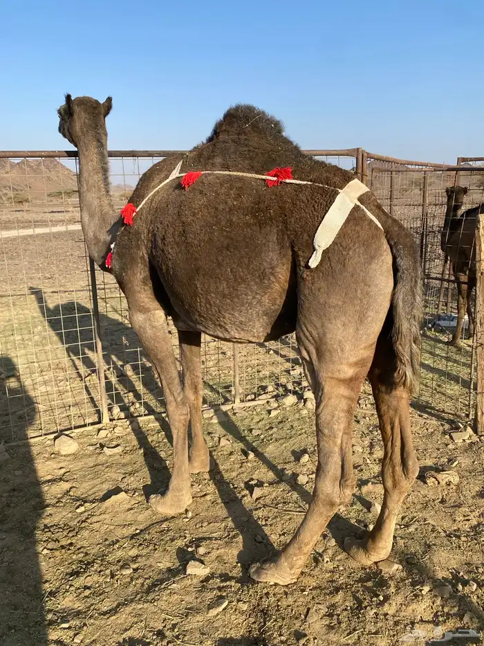 عشراء صفراء تحتها قعود طيب الناقه تممم البيععع 2