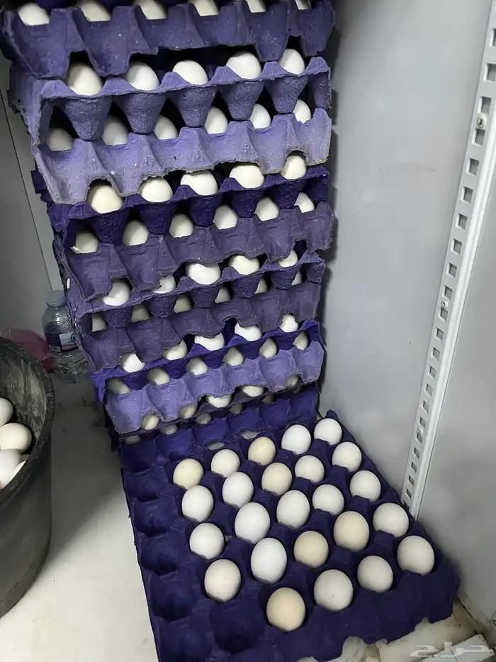 بيض بلدي وبيض سمان 1