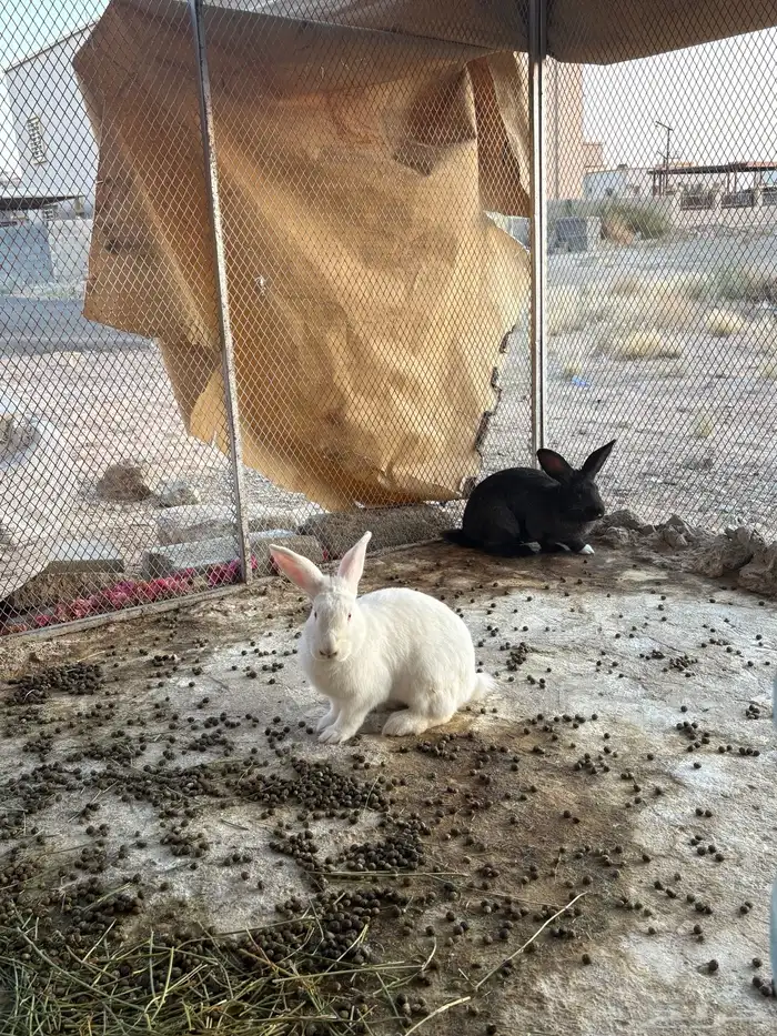 ارانب ذكور للبيع 2