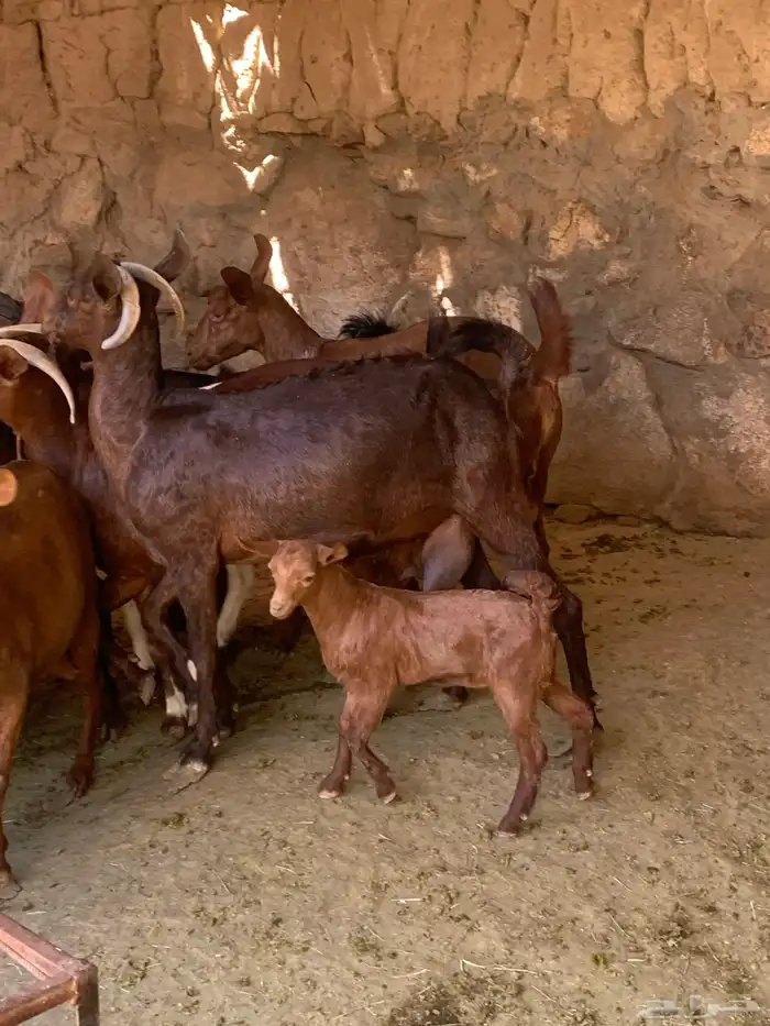 معزا جنوبيه مراح طيبه كلها من الجدعه الى السديدس تحتها تسعه 12