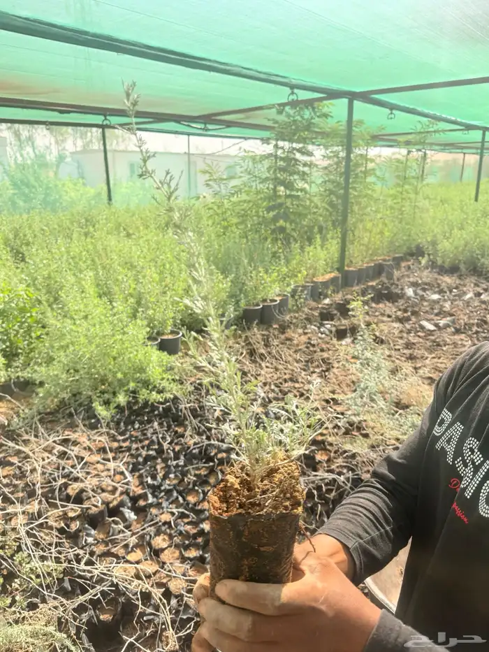 اشجار بريه وزينه 2