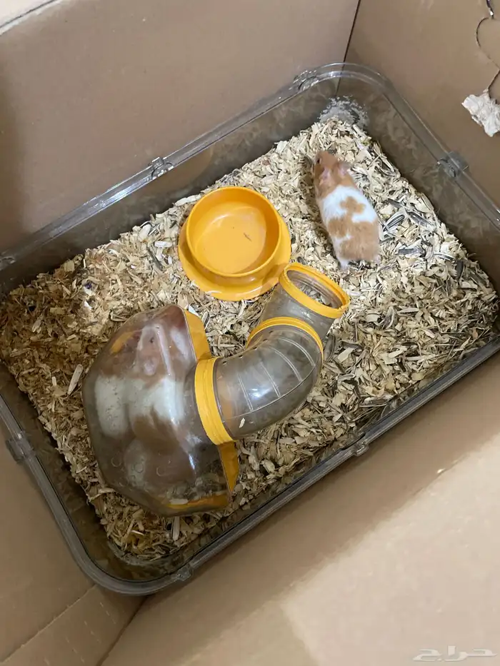 6 هامستر للبيع اوم واطفالها 0