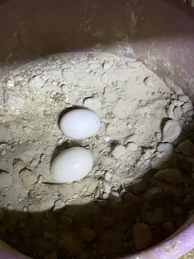 زاجل ارشنجر index