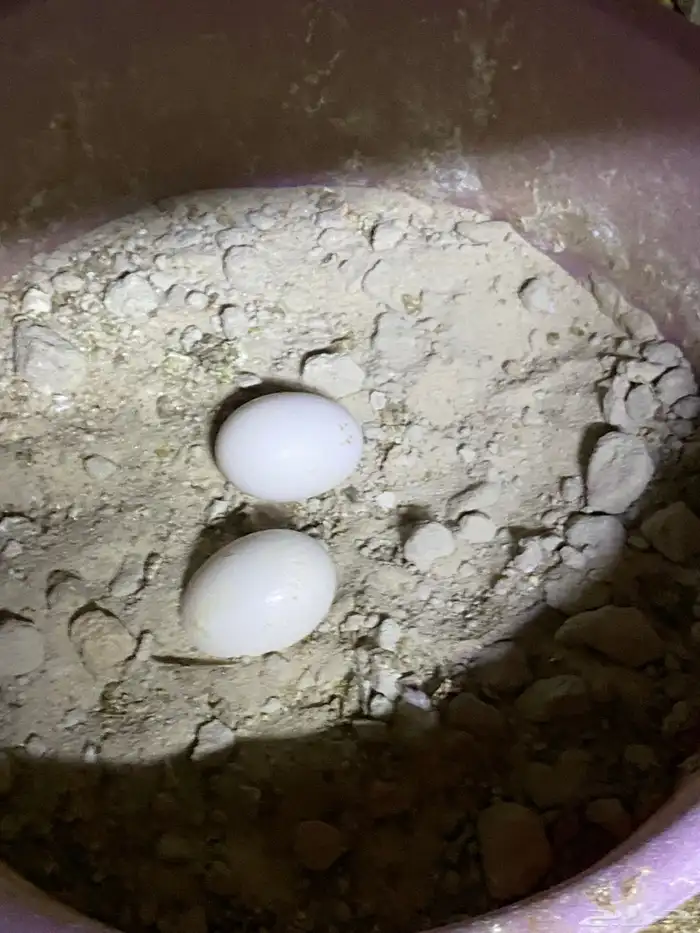 زاجل ارشنجر 5