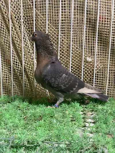 زاجل ارشنجر index