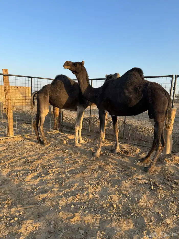 نياق خوات بعض ولايف 2