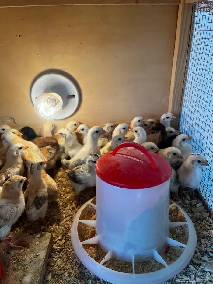 صوص دجاج بلدي 1