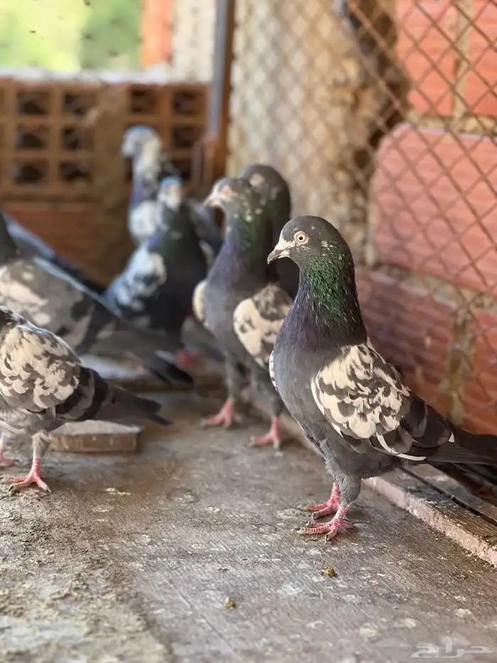 حمام بكستاني شينا(تم البيع ) 4