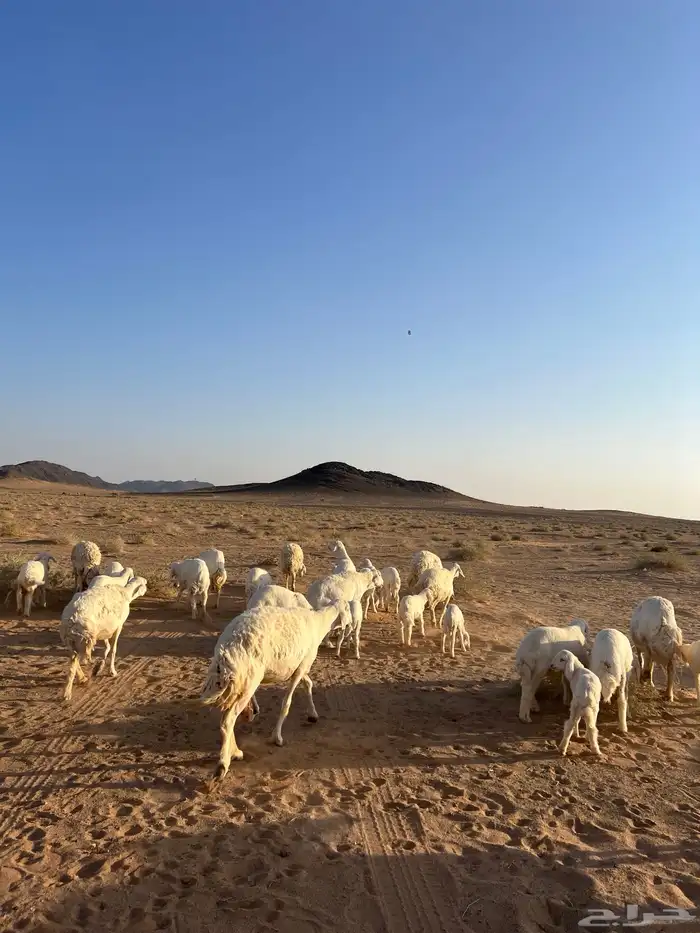 غنم مراح العدد 51 رأس 6