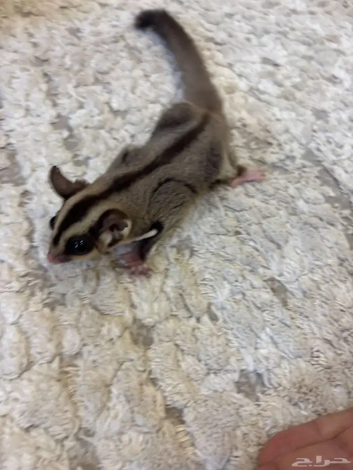 سنجاب طائر 0