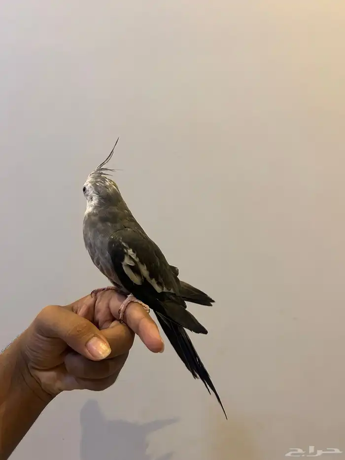 كروان هولندي 2