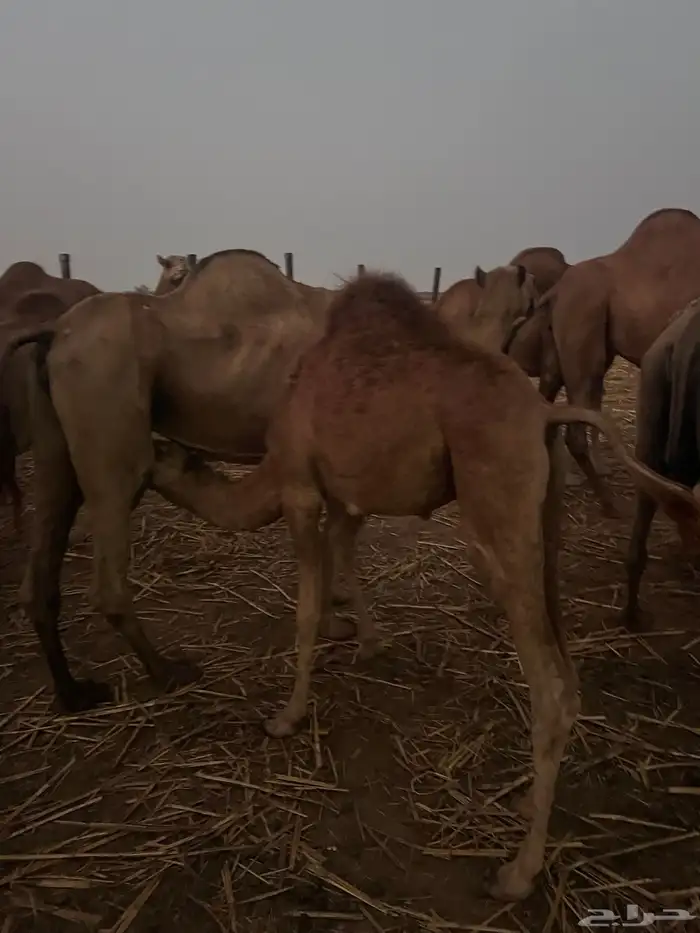 صامطة قريب من قرية الخضراء 2