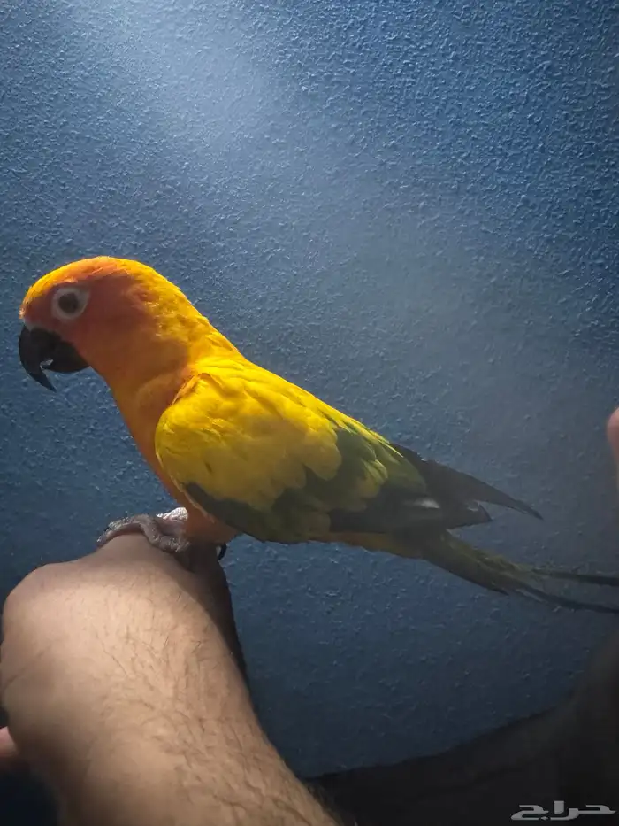 صن كنيور أليف الشامسي 7