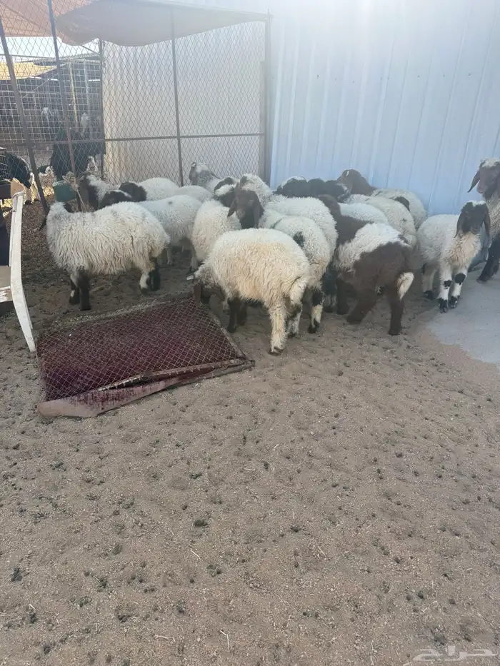 بهم تربيه نعيم عدد 22 5