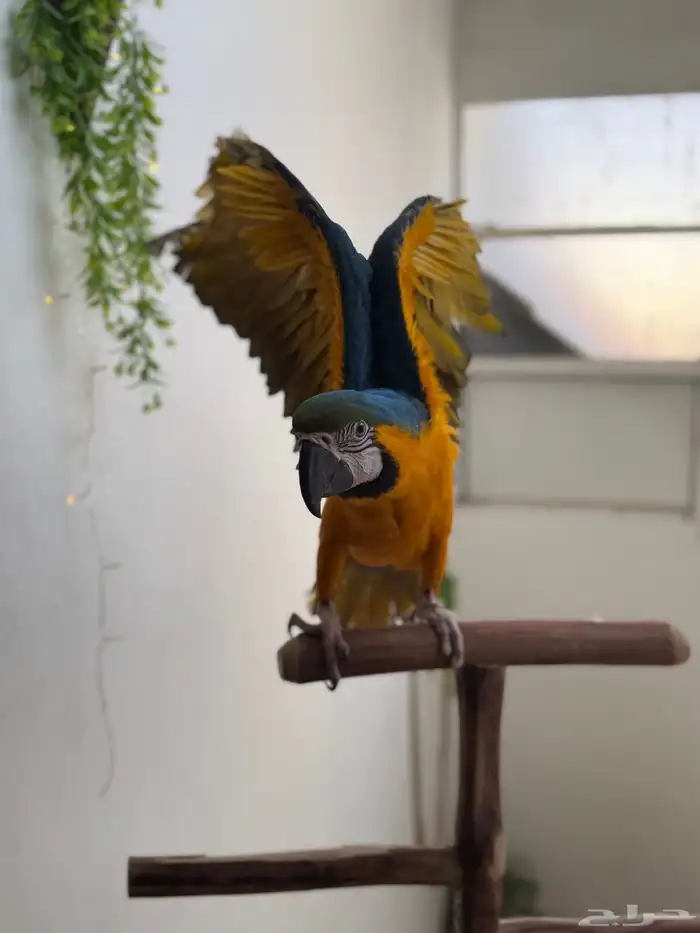 ببغاء مكاو اليف ولعوب ومتكلم عمر 10 شهور 3