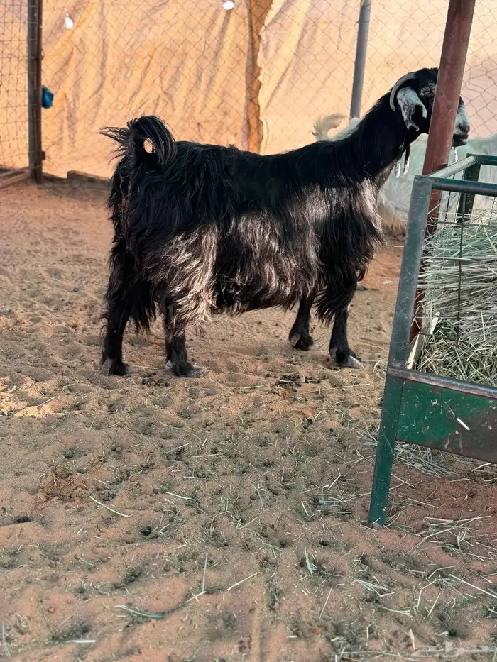 عنز عارضه متاومه 2