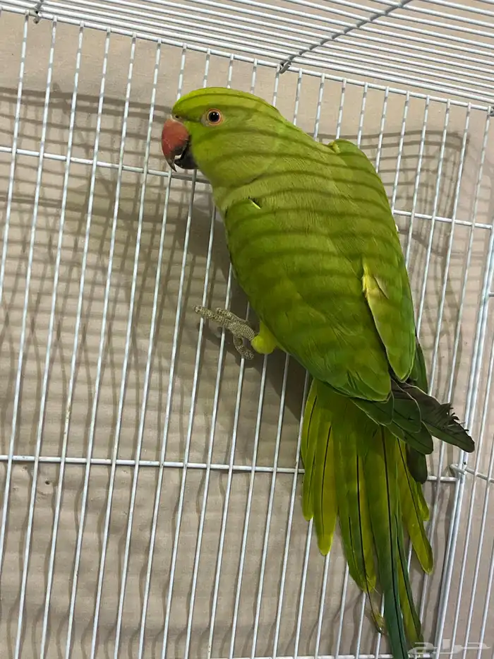 للبيع ببغاء الدره الهندي 0