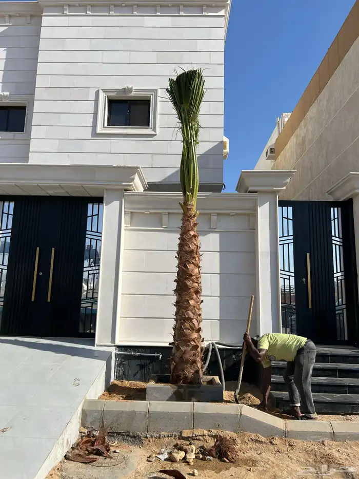 نخل زينه واشنطني ونخل عربي مثمر 5