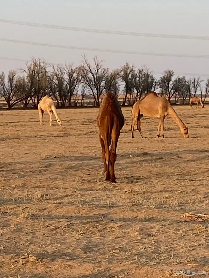 حاشي بري لباني على حليب أمه 5