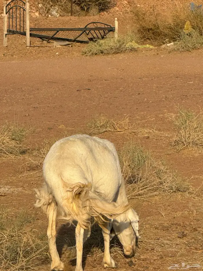 غنم حيل شرط فل شحم 3