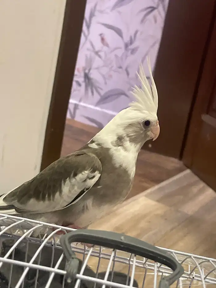 كروان هولندي اليف جدا  وهدد وصحه ونظافه فرخ للبيع 1