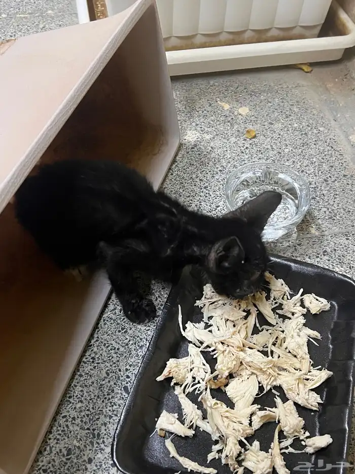 قط يحتاج مساعده 1